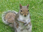 20090605 Cardiff Castle and Grey Squirrel (Sciurus carolinensis) in Bute Park